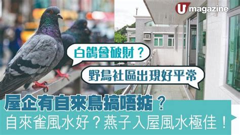 自來鳥入屋 孝順父母